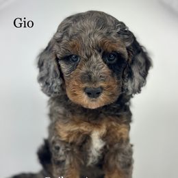Gio - Merle male Goldendoodle puppy in Milford, Indiana from Railway Acres Kennel