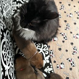 Belgian Malinois Puppies from Care 2 Protect