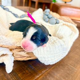 Hosanna - Tri-color female Bernedoodle puppy in Buda, Illinois from Hamilton Farm Doodles