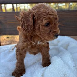 Dunston - Red male Cockapoo puppy in Ellaville Ga, Georgia from Lakeside Cockapoos