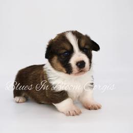 American Corgi and Pembroke Welsh Corgi Puppies from Blues In Bloom Corgis