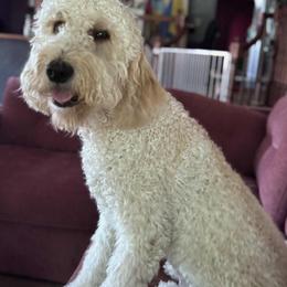 Cockapoo and Goldendoodle All Grown Up from Meghan McKay