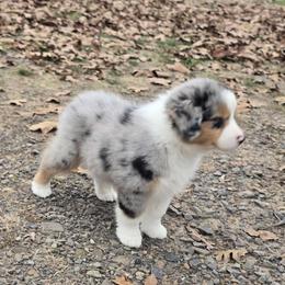 Boy 2 - Blue merle male Miniature Australian Shepherd puppy in Ola, Arkansas from Peaceful Acres