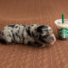 Espresso - Blue merle male Australian Shepherd puppy in Kathleen, Georgia from CM Farm
