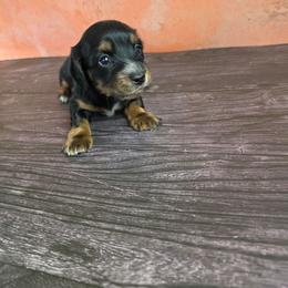 Girl 4 - Black and tan female Dachshund puppy in Fallon, Nevada from Butterbean Dachshunds