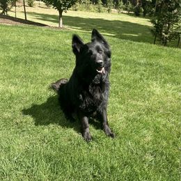 Rogue - German Shepherd