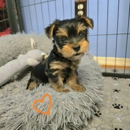 Yorkshire Terrier Puppies from Kathryn's Yorkies