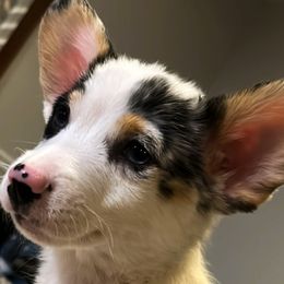 Apollo - Blue merle and white American Corgi puppy in Hopkinsville, Kentucky from Pardon My French Corgis