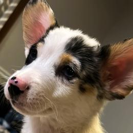 Apollo - Blue merle and white American Corgi puppy in Hopkinsville, Kentucky from Pardon My French Corgis