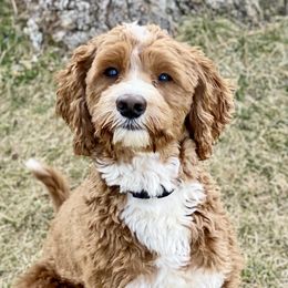 Leo - Australian Labradoodle
