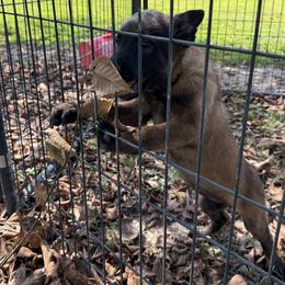 Light pink - Mahogany female Belgian Malinois puppy in Saint Amant, Louisiana from Mercy Kennels