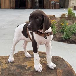German Shorthaired Pointer Puppies from Tipsy Rabbit GSP TopDog Kennel