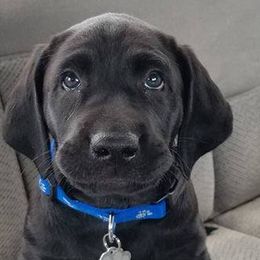Labrador Retriever Puppies from Milliken Creek Labs