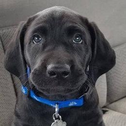 Labrador Retriever Puppies from Milliken Creek Labs