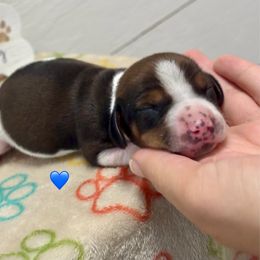 AKC Chocolate and Tan Piebald Male - Piebald male Dachshund puppy in Ladson, South Carolina from Funk's Four-Legged Friends