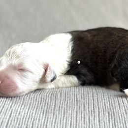 Bindi - Sheepadoodle puppy in California from Sheepadoodles of Orange County