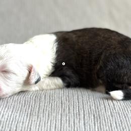 Bindi - Sheepadoodle puppy in California from Sheepadoodles of Orange County