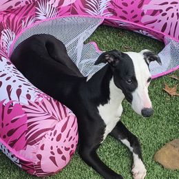 Maple - Black female Whippet puppy in Lenoir City, Tennessee from Equiss Whippets