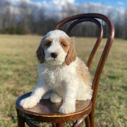 Chestnut - Parti male Goldendoodle puppy in Stanford, Kentucky from Holloway Goldendoodles