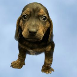 Boy 1 - Black fawn and white male Beagle puppy in Laveen, Arizona from Dior & Gunner's beagle adventure