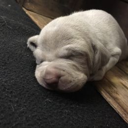 Weimaraner Puppies from North Georgia Weims