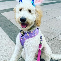 Goldendoodles from Southern Magnolia Doodles