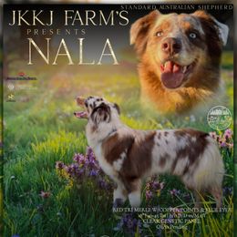 Nala - Australian Shepherd