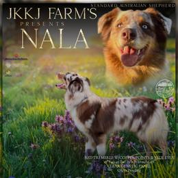 Nala - Australian Shepherd