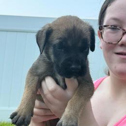 Moroney - Apricot female Mastiff puppy in Sioux Falls, South Dakota from Clearbrook Mastiffs