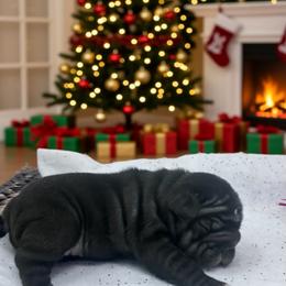 Betty - Black female French Bulldog puppy in Amarillo, Texas from Bomb City Bulldogs