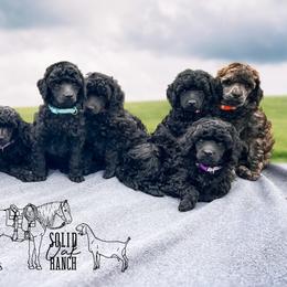 Poodles from Solid Oak Ranch