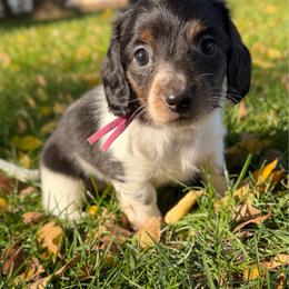 Girl 2 - Piebald female Dachshund puppy in Terreton, Idaho from BM Mini Doxies