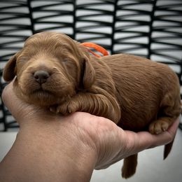 Orange Collar - Red female Cockapoo puppy in Palm Beach County, Florida from Benji’s Cockapoos