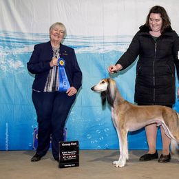 Saluki All Grown Up from Hayat Salukis