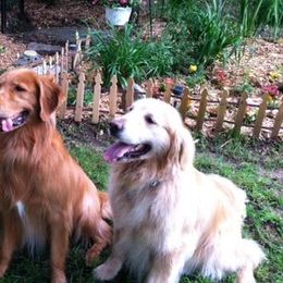 Golden Retrievers from Designer Goldens