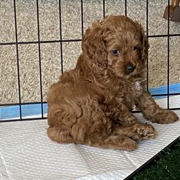 Cockapoo Puppies from Coco's Cocopuffs