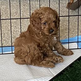 Cockapoo Puppies from Coco's Cocopuffs