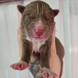 1 - Brown and white male Siberian Husky puppy in Addison, Michigan from Gray Run Siberian Huskies