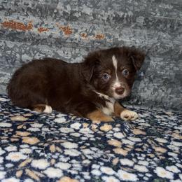 Beau - Red tri male Miniature Australian Shepherd puppy in Liberty, Mississippi from Liberty Oaks Aussies and Dachshunds