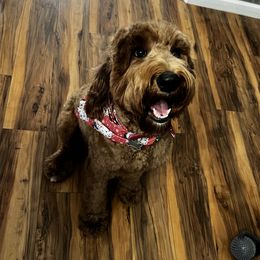 Fendi lu - Goldendoodle