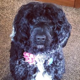 Portuguese Water Dogs from Siesta PWD’s
