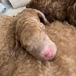 Australian Labradoodle, Bernedoodle, Double Doodle, Goldendoodle, and Poodle Puppies from Karlas Pet Rendezvous