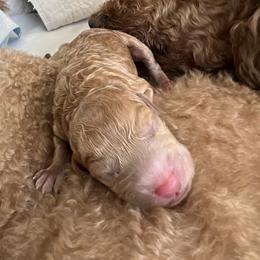 Australian Labradoodle, Bernedoodle, Double Doodle, Goldendoodle, and Poodle Puppies from Karlas Pet Rendezvous