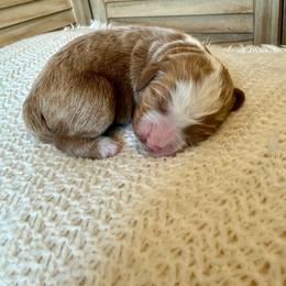 Aveya - Red  female Goldendoodle puppy in Waterford, California from Alvdoodles