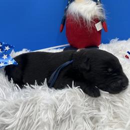 Blue - Black male Labrador Retriever puppy in Heath Springs, South Carolina from Rich Hill Retrievers