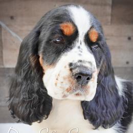 Boy 1 - Black white and tan male English Springer Spaniel puppy in Great Falls, Montana from Big Sky Springers
