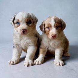 Suede McKee - Red merle male Australian Shepherd puppy in Statesville, North Carolina from Charming Australian Shepherds