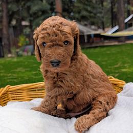 Chunky Monkey - Red  male Goldendoodle puppy in Flagstaff, Arizona from Pat's Poodle Pups & Moore