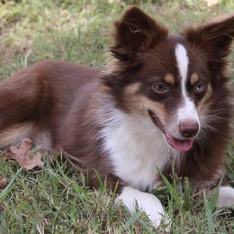 Miniature Australian Shepherds from Lockhart’s Double M Mini Aussies