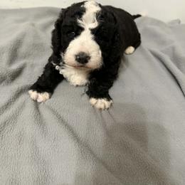 Dancer - Black and white male Aussiedoodle puppy in Edmond, Florida from Oodles of Doodles and Poodles